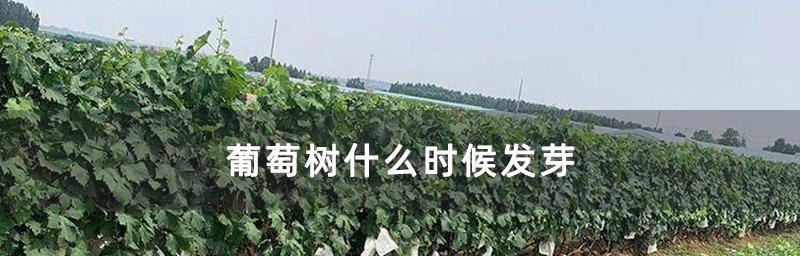 葡萄树多久浇一次水？如何根据季节调整浇水频率？