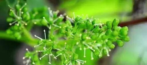 葡萄树会开花吗？几月份是葡萄树的开花期？