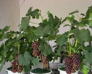 葡萄树浇水频率如何根据季节调整？春夏秋冬浇水有何不同？