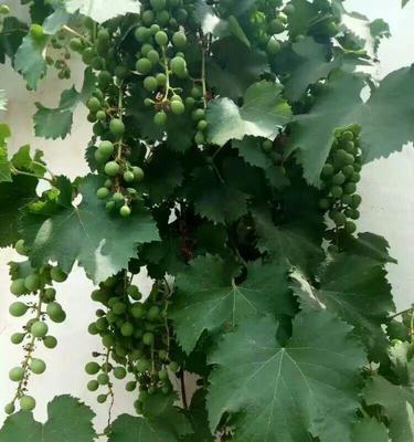 葡萄树开花吗？花期通常在每年几月？