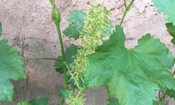 葡萄树开花吗？花期通常在每年几月？