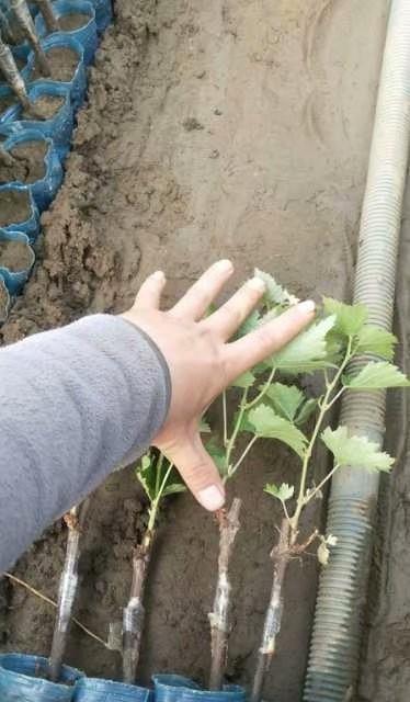 葡萄树可以嫁接吗？嫁接的好处和步骤是什么？