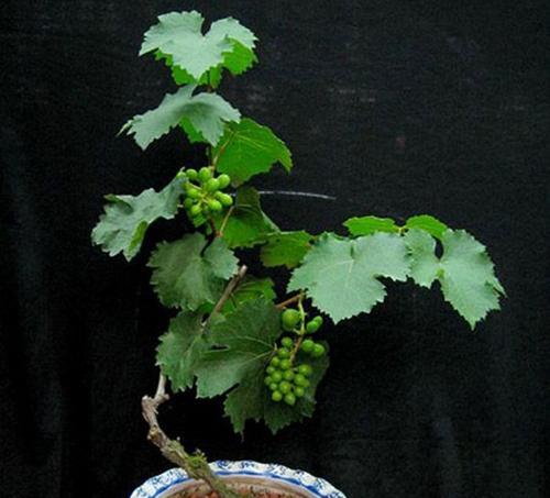 葡萄树可以种在家门口吗？如何正确种植和维护？