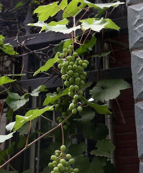 葡萄树可以种在院子里吗？院子种植葡萄树的注意事项是什么？