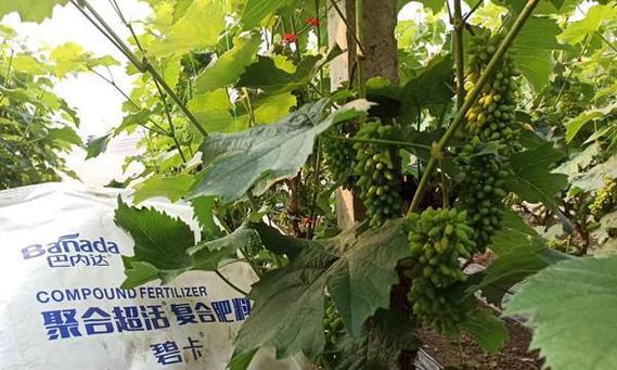 葡萄树施肥的最佳选择是什么？如何根据季节调整施肥方案？