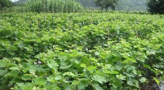 葡萄树施什么肥最好？如何根据季节选择肥料？