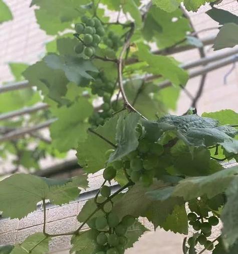 葡萄树施什么肥最好？如何根据季节选择肥料？