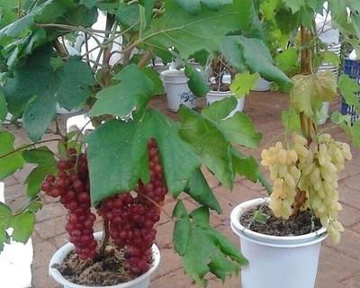 葡萄树施什么肥最好？如何根据季节选择肥料？