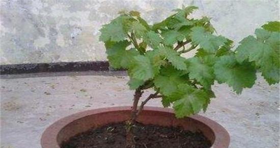 葡萄树嫁接的最佳时间是什么时候？如何提高成活率？