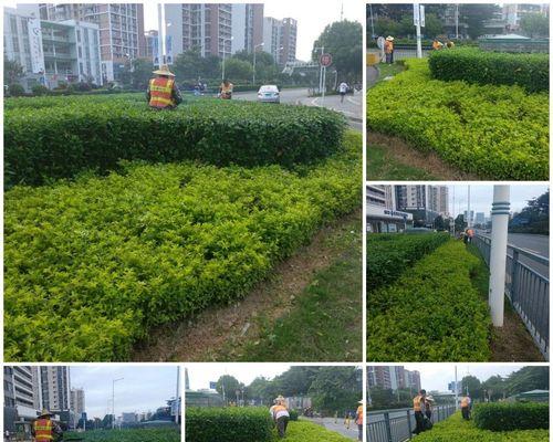 江门市鹤山公路局养护中心2025年国省道公路绿化任务有哪些？