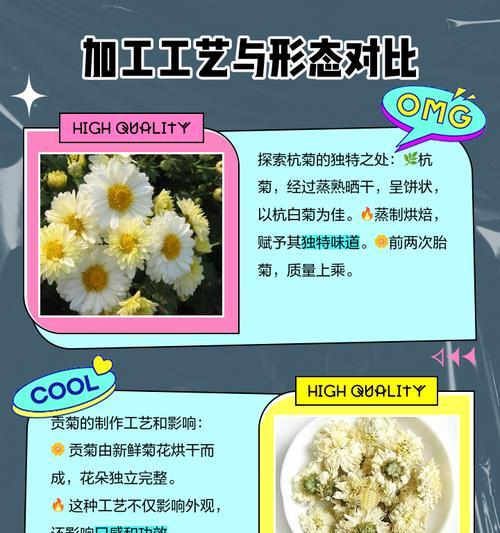 雏菊与杭菊有哪些区别？如何区分雏菊与杭菊？