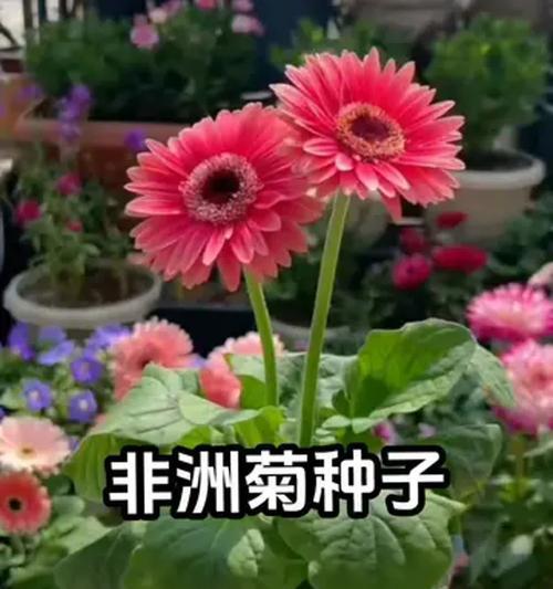 非洲菊如何养护？有哪些技巧可以延长花期和提高色彩搭配？