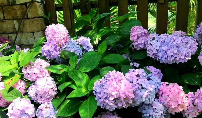 绣球花如何四季开花？有哪些养护技巧可以提高开花效果？