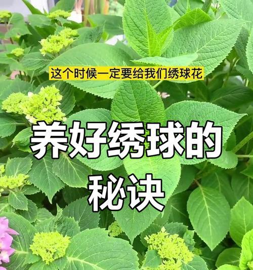 绣球花如何四季开花？有哪些养护技巧可以提高开花效果？