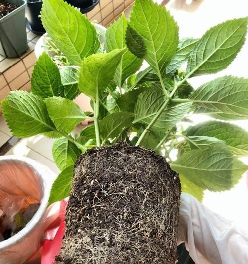 绣球花如何四季开花？有哪些养护技巧可以提高开花效果？