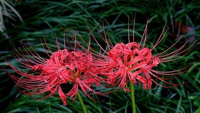 彼岸花适合在什么环境下生长？它的特性有哪些？