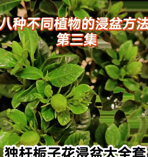 栀子花养护需要注意哪些方面？全方位的养护指南是什么？