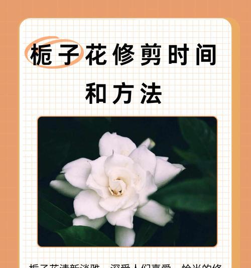 栀子花养护需要注意哪些方面？全方位的养护指南是什么？