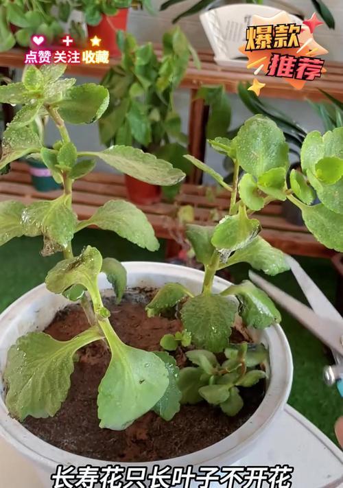 长寿花只长叶不开花是什么原因？如何让它开花？