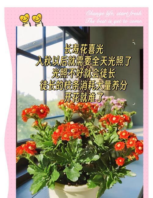 长寿花只长叶不开花是什么原因？如何让它开花？