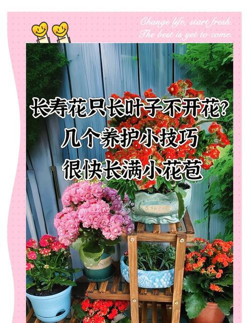 长寿花只长叶不开花是什么原因？如何让它开花？