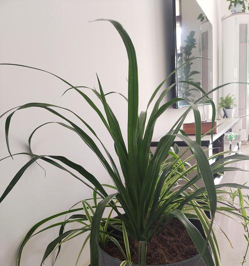 龙血树和龙须树是同一种植物吗？它们有什么区别？