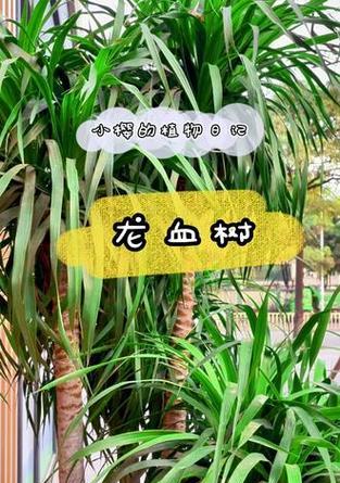 龙血树和龙须树是同一种植物吗？它们有什么区别？