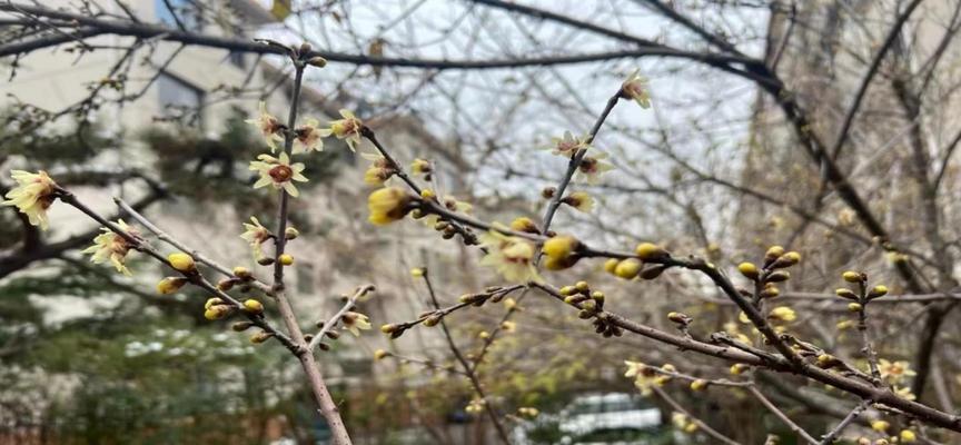 腊梅花为何能在雪中绽放？它的花期有什么秘密？