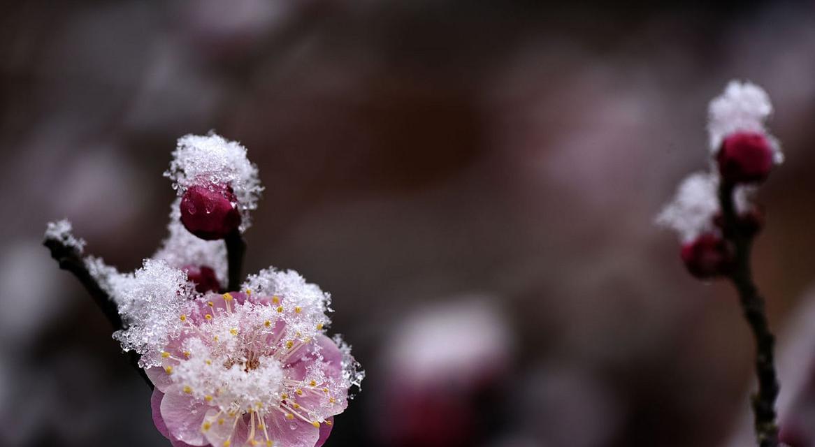 腊梅花为何能在雪中绽放？它的花期有什么秘密？