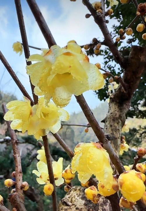 腊梅花为何能在雪中绽放？它的花期有什么秘密？