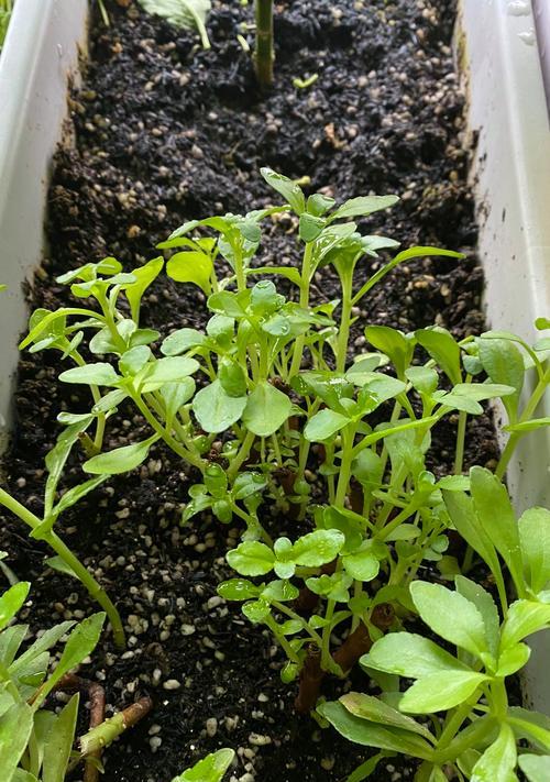养心菜的种植方法和时间是什么？有哪些技巧可以快速掌握？