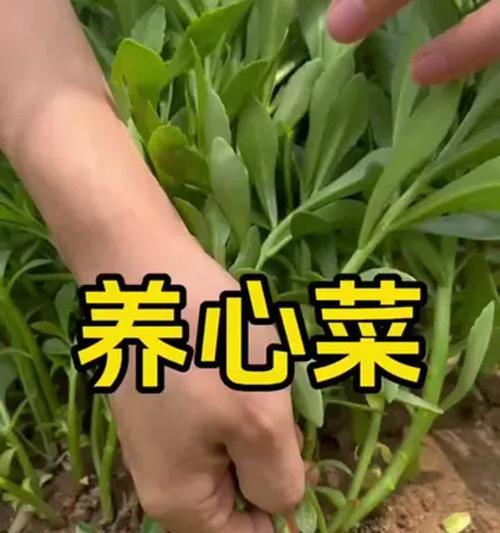 养心菜的种植方法和时间是什么？有哪些技巧可以快速掌握？