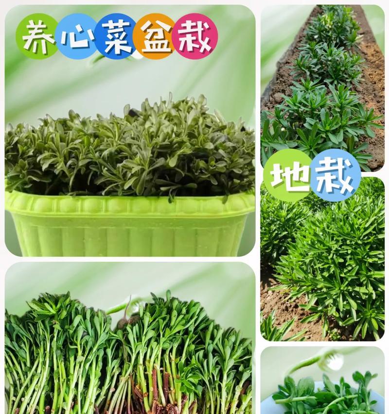 养心菜的种植方法和时间是什么？有哪些技巧可以快速掌握？