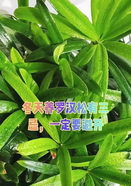 罗汉松植物有什么特点？如何养护？