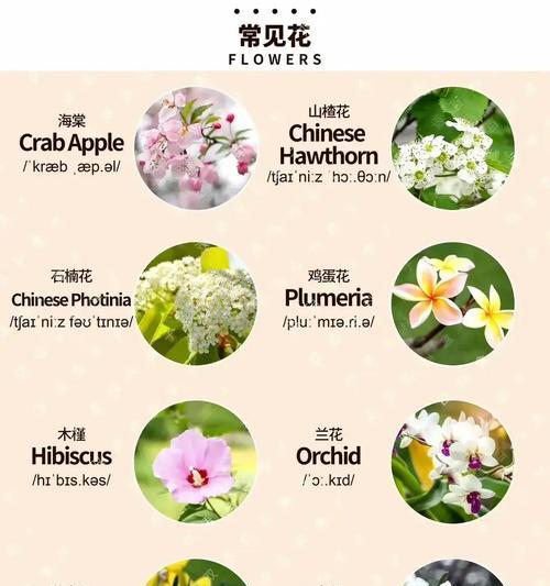 小小的盆栽为什么能带来大大的能量？如何选择和养护？