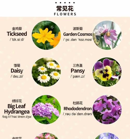 小小的盆栽为什么能带来大大的能量？如何选择和养护？