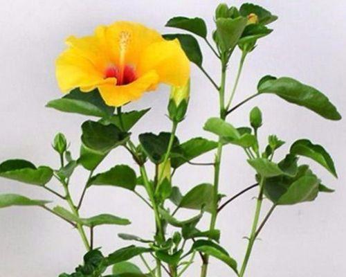 木槿花适合作为家居绿植吗？它适合放在家里的哪个位置？