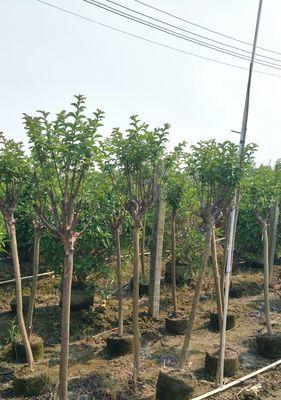 紫薇树最贵的三个品种是什么？它们为何如此昂贵？