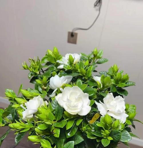 栀子花的养护攻略包括哪些方面？如何全方位养护栀子花？