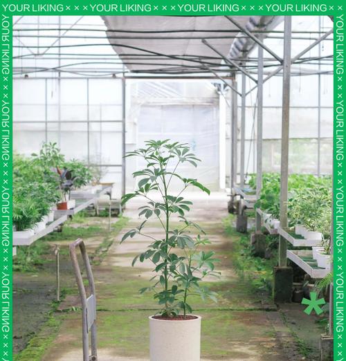 鸭掌木疯长太高时，根部修剪是否可行？如何正确修剪？
