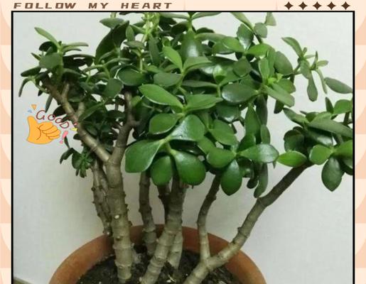 玉树开花的样子与寓意？玉树开花有哪些吉祥含义？