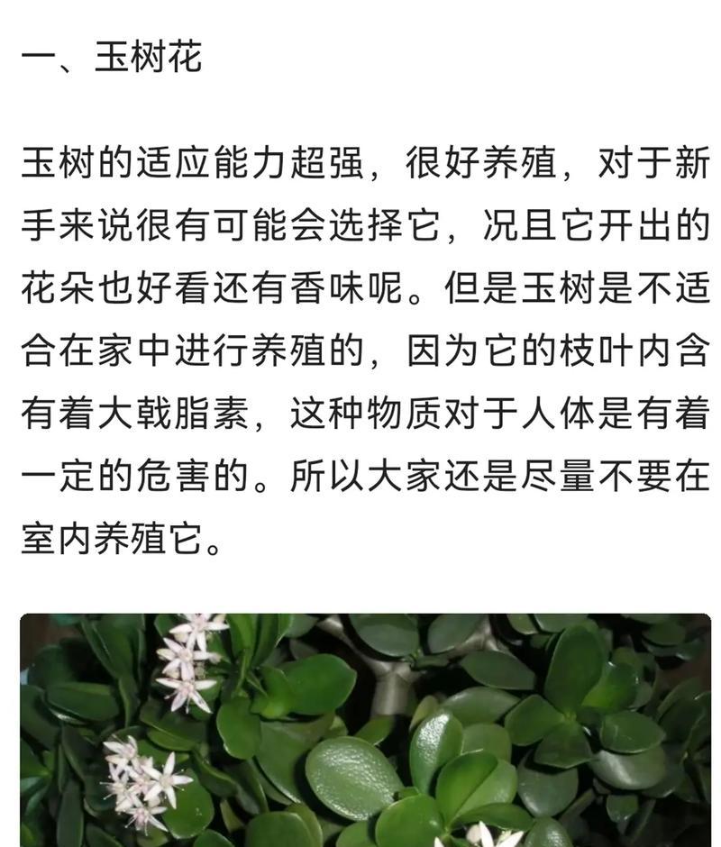 玉树开花的样子与寓意？玉树开花有哪些吉祥含义？