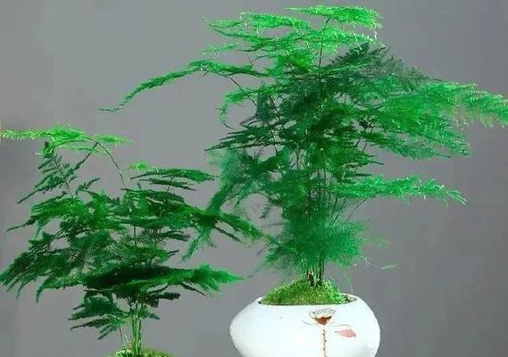 家养盆栽推荐？哪些盆栽能清新室内空气？
