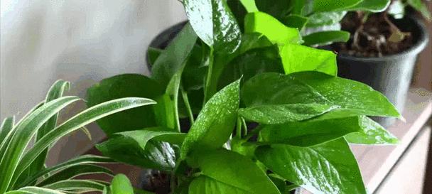 家养盆栽推荐？哪些盆栽能清新室内空气？