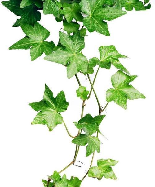 八种垂吊植物推荐及养护指南？如何正确养护垂吊植物？