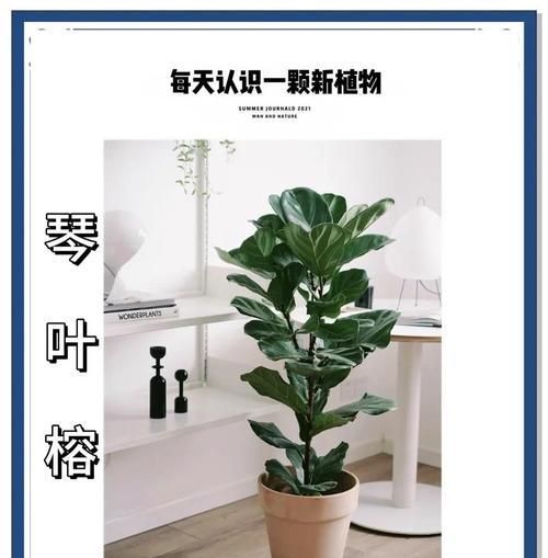 八种垂吊植物推荐及养护指南？如何正确养护垂吊植物？