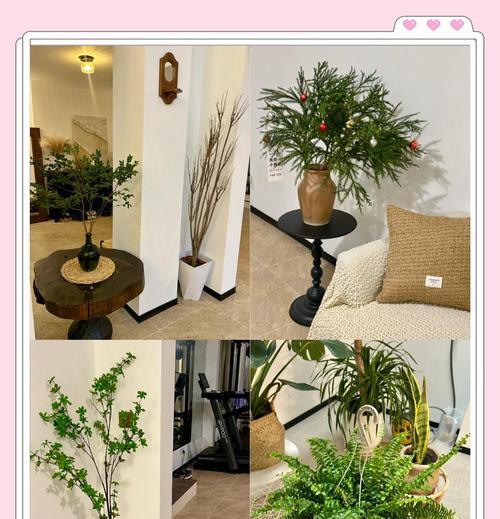 八种垂吊植物推荐及养护指南？如何正确养护垂吊植物？