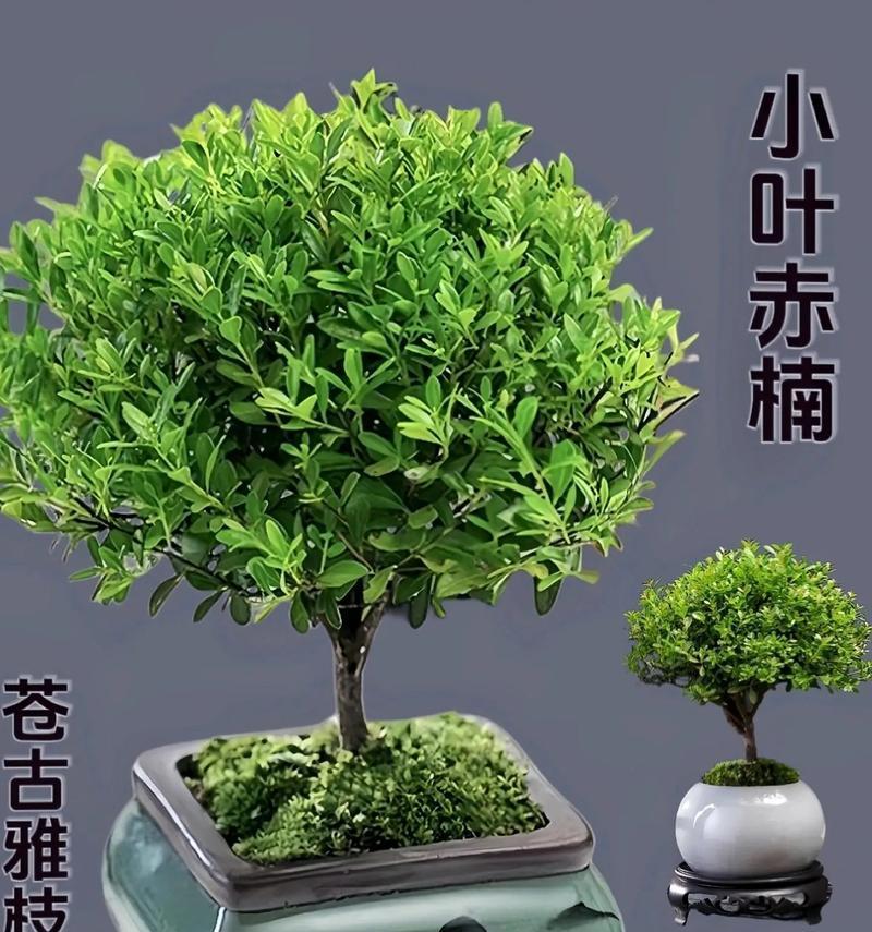 盆景小叶？盆景小叶的养护要点是什么？