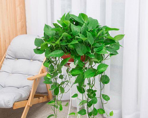 绿萝是一种常见的室内观叶植物