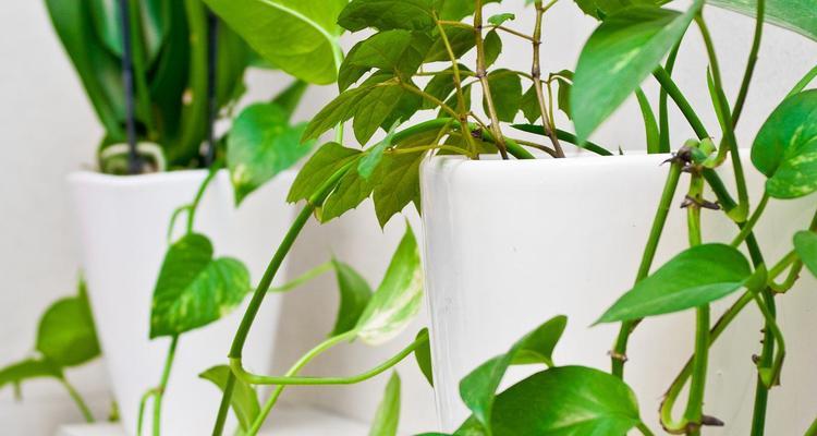 绿萝是一种常见的室内观叶植物